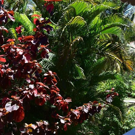 Jardin Sur Mer Terre-De-Haut Exteriér fotografie
