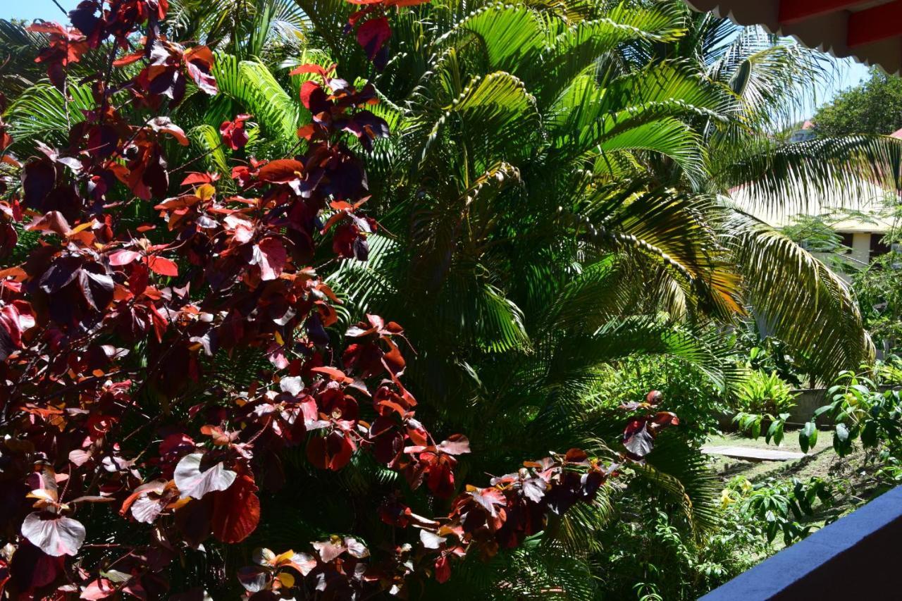 Jardin Sur Mer Terre-De-Haut Exteriér fotografie